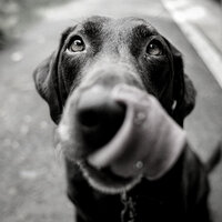 Bright Ambiance for Doggies - Sleeping Music For Dogs