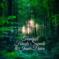 Meditation Pulse - Nature Sounds Paradise