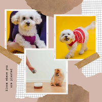 Phenomenal Moods for Cutest Dogs - Separation Anxiety Dog Music