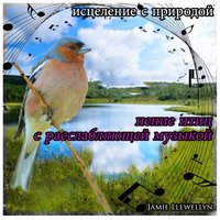исцеление с природой: пение птиц с расслабляющей музыкой - Jamie Llewellyn