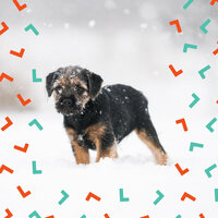 Background for Sleepy Pups - Dog Separation Anxiety Music