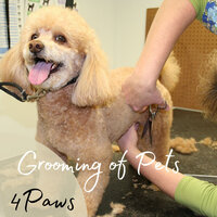 Doggy Songs For Dogs - Sounds Dogs Love & Deep Focus & Spa, Relaxation and Dreams