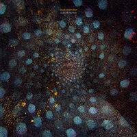 Bees - Jacob Anderskov