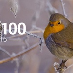 Топ 100 Muzmo февраль 2016