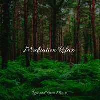 Gentle Mist - Academia de Música con Sonidos de la Naturaleza & Schlaflieder Für Kinder & Relaxing Mindfulness Meditation Relaxation Maestro