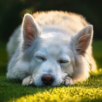 Los Perros Toman Una Siesta Con Un Relajante Lofi - Música para Desayuno & Susurrador de perros & Música Para Cachorros