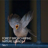 Drifting Off - The Nature Soundscapes & Weather and Nature Recordings & Nature Sounds