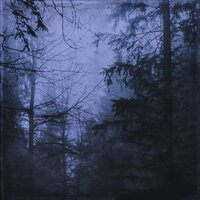Dark Flora - NIGHT SNOW