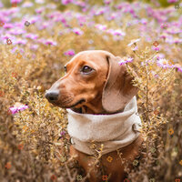 Hip Moods for Calming Pups - Sleeping Music For Dogs