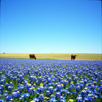 Blue Eyed Texas Rose - Larry Jones