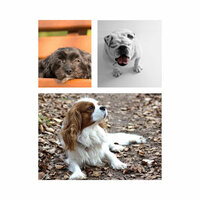 Peaceful Moods for Anxious Pups - Music for Dogs