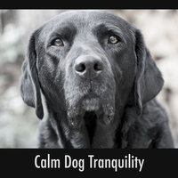 Doggie Poetry - Calming Doggy Relaxation