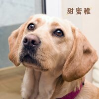 甜蜜稚 - 狗狗音乐