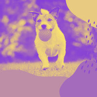 Wicked Music for Sleepy Pups - Dog Music Hour