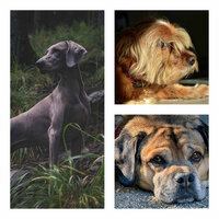 Hip Backdrops for Cutest Dogs - Dog Music Therapy