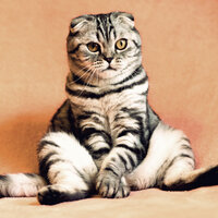 Nightfall Cats - Music For Cats