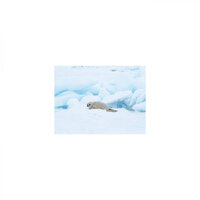 Scorpion and Mental stability - Mindfulness Healing Sleep BGM Project