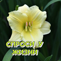 Крик души - Сергей Грищук
