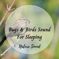 Birds Singing, River Stream - Dog Music Dreams & Music For Deep Sleep & Calm Music Guru