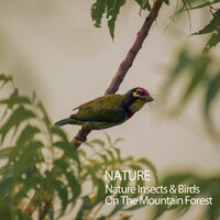 Lyrebird Sounds - Sleep Sounds Of Nature & Nature Sounds & Relaxing Sounds of Nature