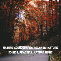 Calm in the Earth - Nature Sounds & The Outdoor Library & Amazing Spa Experience