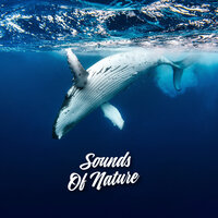 Mallorca Beach - Whale Sounds