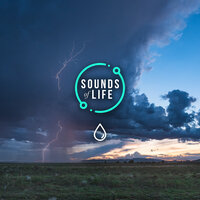 Rain Heavy and Thunderstorms, Pt. 3 - Sounds Of Life