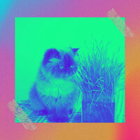 Incredible Jazz Saxophone - Vibe for Cozy Kittens - Cat Music Experience