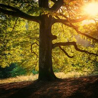Acordes Tranquilos Para Un Sueño Sereno - Ruidos calmantes & Relax Zen Total & Fondo de naturaleza y sonidos