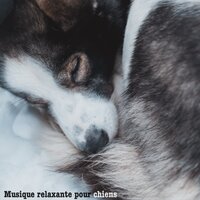 The Nature Path to Happiness - Musique pour Chiens & Musique pour Animaux de Compagnie & Musique Relaxante pour Chiens
