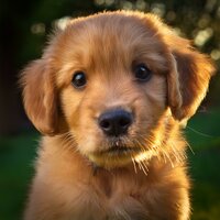 Un Sueño Gentil Para Perros Que Tranquiliza - Academia de Música para Reducir el Estrés & Jazz para perros & Bienestar del perro