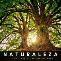 Ruido De Insectos - Musica relajante con sonidos de la naturaleza & Ruido Blanco Hart & Música para Leer