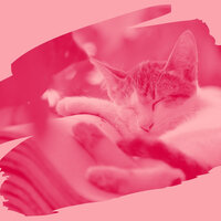 Debonair Music for Visions - Cat Music Relaxation