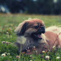 Fabulous - Music - Marvellous Dog Calming Music