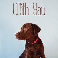 In the Mood for Zen - Pet Care Club & Pet Care Music Therapy & Official Pet Care Collection