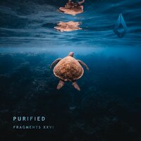 Wonder - Kiholm