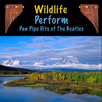 In My Life - Wildlife