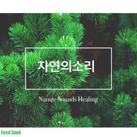 Forest for relaxing and sleeping - 포레스트 사운드