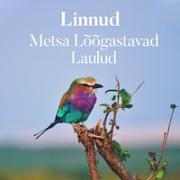 Jooga Looduses - Zen Méditation Ambiance