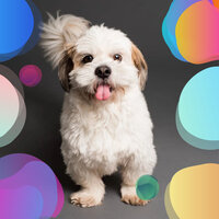 Quartet Jazz Soundtrack for Well Trained Dogs - Music for Dog's Ears