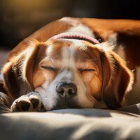 Armonía Suavemente Pulsada - Musica Relajante de Guitarra Orquesta & Ansiedad De Los Perros & Música Pura Para Perros