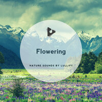Ibisbill - Nature Sounds by Lullify & Sleep Sounds Of Nature
