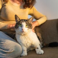 Pistas De Ritmo Felino - Ecos suaves & Gato Total Relax & Gatos Especialistas