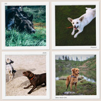 Groovy Moods for Calmed Puppies - Dog Music Zone