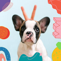 Beautiful Ambience for Well Trained Dogs - Calming Dog Jazz
