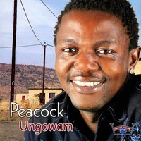 Tona Ya Ron - Peacock