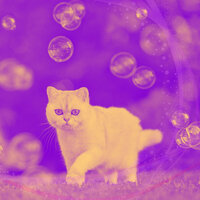 Superlative Cute Cat - Cat Music Zone