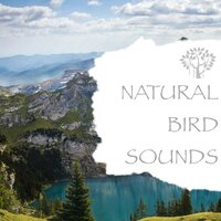 Nature Sounds - Magic - Nature And Bird Sounds & Natural Spirit