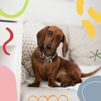 Quartet Jazz Soundtrack for Calm Hounds - Dog Relaxation Music