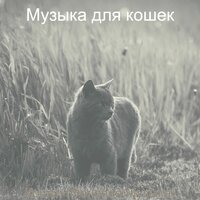 Впечатление (Кошки) - Музыка для кошек